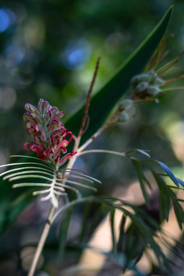 Chale Sossego E Casa Flora * Alto Paraiso de Goias